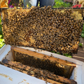 Nuc box with bees and honeycomb on a natural background