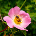 2026 Alberta Rose Queen - Marked and Mated (Pre-order)