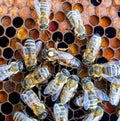 Honeybees + Queen on a honeycomb with multicolored cells